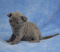 GordonBlue_0537.JPG