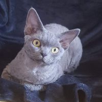 Gordon Blue Mystery Fortuna