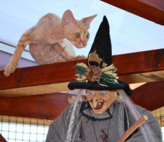 DSC_0301.JPG