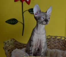 Elvira_0148.JPG