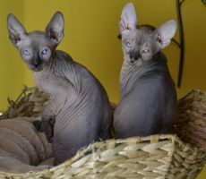 Etela_Elvira_0226.JPG