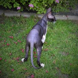 Delisa Mystery Fortuna