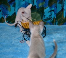 DSC_0089.JPG
