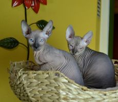 Etela_Elvira_0228.JPG