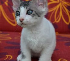 dalila-a-doris-3.jpg