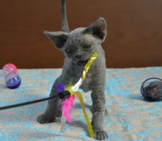 GordonBlue_0176.JPG