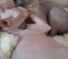 luna-a-bentley.jpg