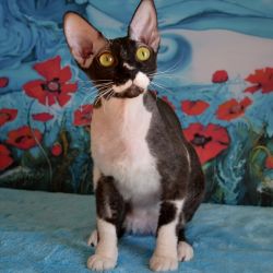Delisa Mystery Fortuna