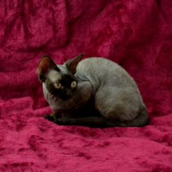 DSC_1178.JPG