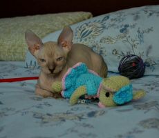 Homer_0234.JPG