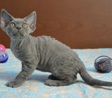 GordonBlue_0171.JPG