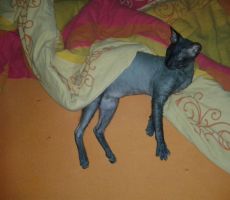 for-noris-damon-10mes4.jpg