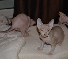 DSC_0040.jpg