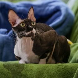 Delisa Mystery Fortuna