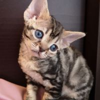 Mačiatka čokoládové a čierno-strieborný mramoráčik od Lea a Susany