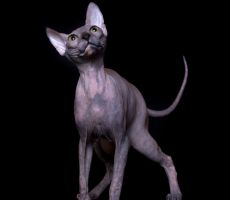 Barbrea_7806.jpg