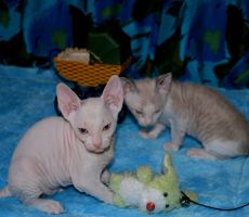 DSC_0106.JPG