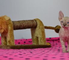 Elvira_0332.JPG