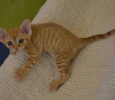 Xante_5_0001.JPG