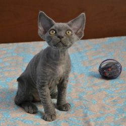 GordonBlue_0167.JPG