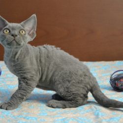 GordonBlue_0171.JPG