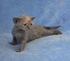 Greta_0619.JPG