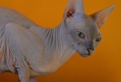 Karabas_01032017_10.jpg