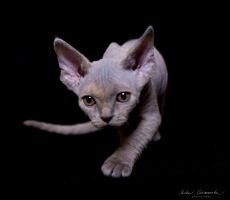 Dasha_8018_0001.jpg