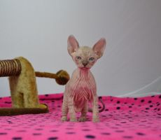 Elvira_0336.JPG