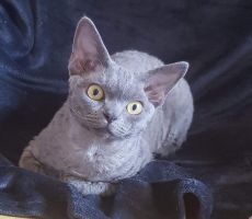 Gordon_2_0001.jpg