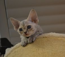 Whoppi_8_0001.JPG
