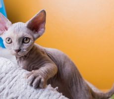 Dasha_8163_0001.jpg