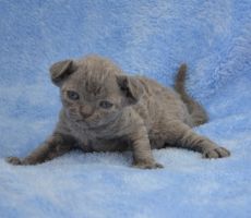 GordonBlue_0517.JPG