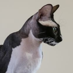 Delisa Mystery Fortuna
