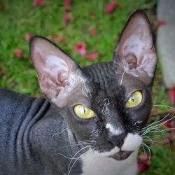 Delisa Mystery Fortuna