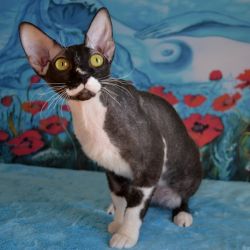 Delisa Mystery Fortuna